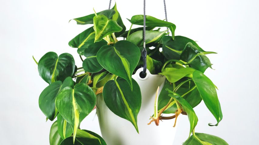 Philodendron creeper